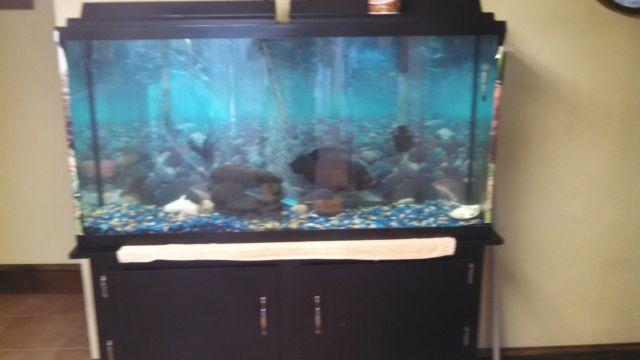 60 GALLON FISH TANK WITH STAND COMPLETE!!!
