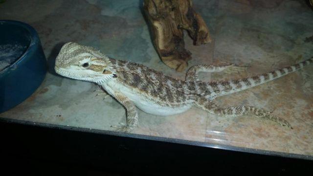 6 month old bearded dragon for sale