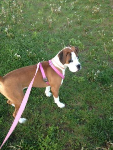 6 Month old boxer puppy for sale