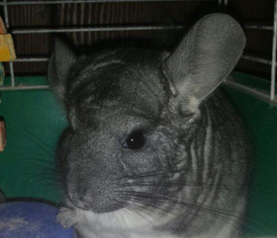 6 month old bunny for sale