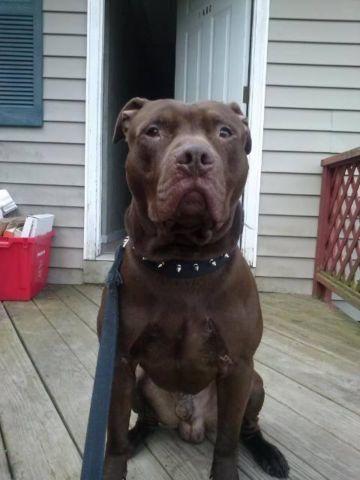 6 year old chocolate pittbull rednose forever home only!!!