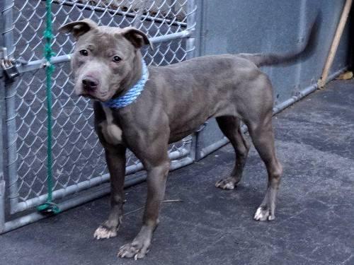 6yr old male pittie Frankie in danger@NYC kill shelter