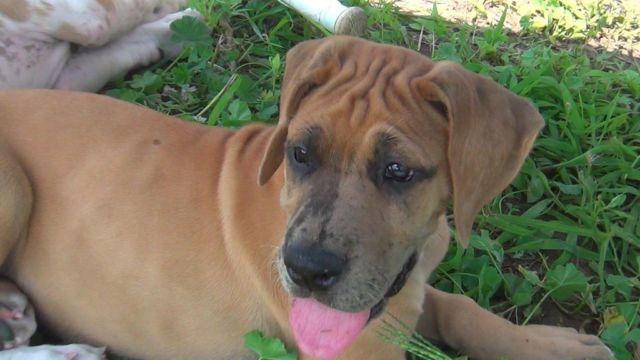 75% EURO AKC GREAT DANE FAWN MERLE FEMALE 9 WEEKS OLD READY TO GO