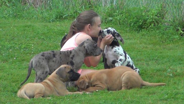 75% EURO AKC GREAT DANE PUPS 5 AVAILABLE