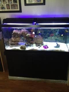 75 gal Saltwater Fish Tank