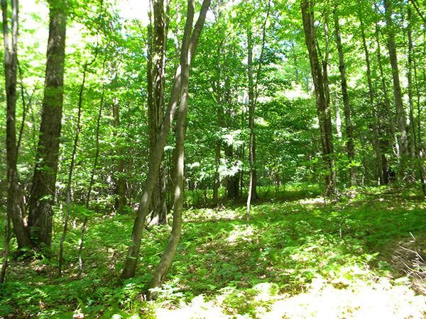 76 Acres TIMBERLAND and HUNTING LAND in Richford NY -- OWNER FINANCING