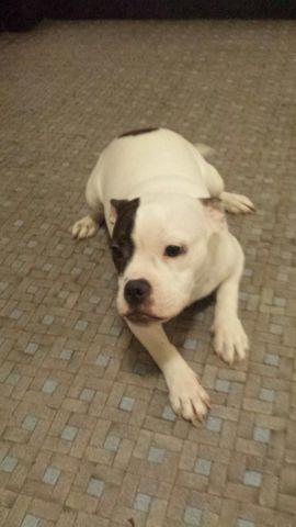 7 month American bully for adoption