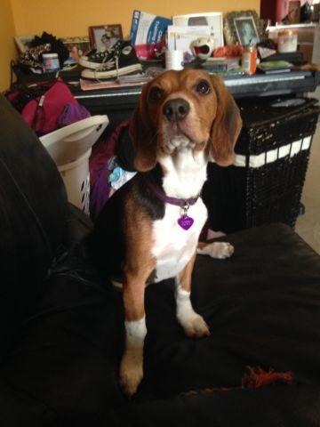 7 month old Beagle puppy for sale.