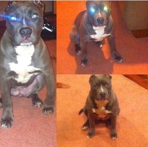7 Month Old UKC American Bully