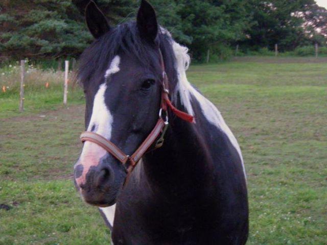 7 year old Pinto Gelding