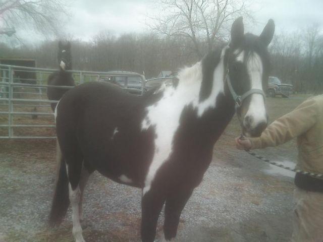 7 yr old black and white paint gelding
