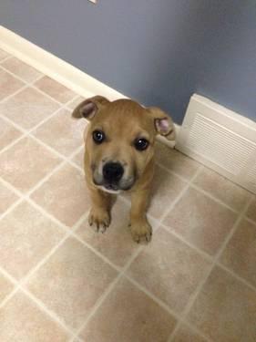 8-9 wk old Pit/Boxer mix