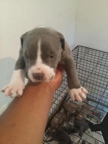 8 Beautiful Blue Nose Pitbull puppies Born August 3rd