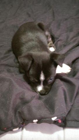 8 week old male husky mix with blue eyes