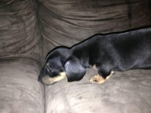 8 Week Old Pure Bred Dachshund Puppies - Adorable