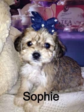8 wk old male & female YorkShire Terrier poodle mix YorkiePoo $600.00