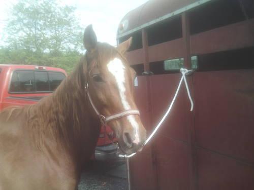 8 yr old quarter horse mare down sizing