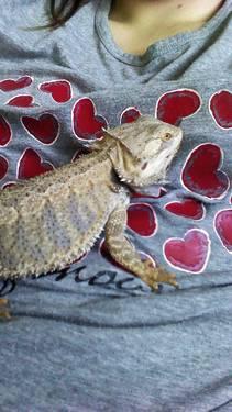 9 month old bearded dragon
