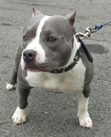 9 month old Exotic Bully female