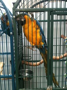 9 mps old female Blue & Gold Parrot