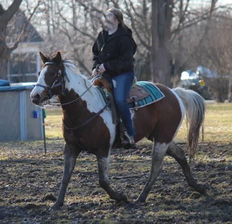 9 Year Old double Registered Paint/Pinto Mare For Sale