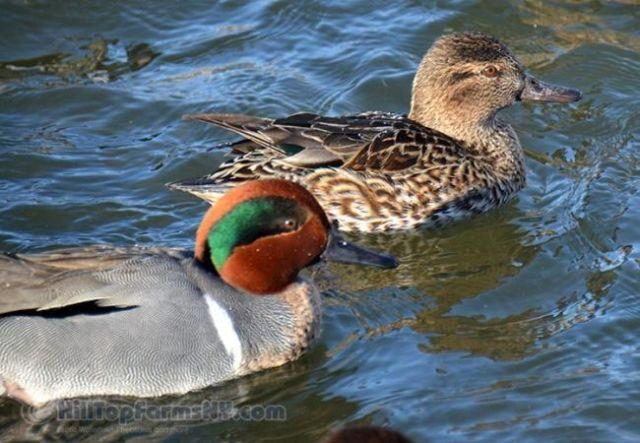 A lot of 3 pairs of 2014 hatch Green-winged Teal