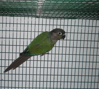 A proven male- Turquoise Green Cheek Conure