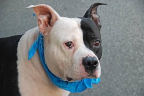 Abandoned 3yr old pitbull Pookie in danger@Brooklyn kill shelter