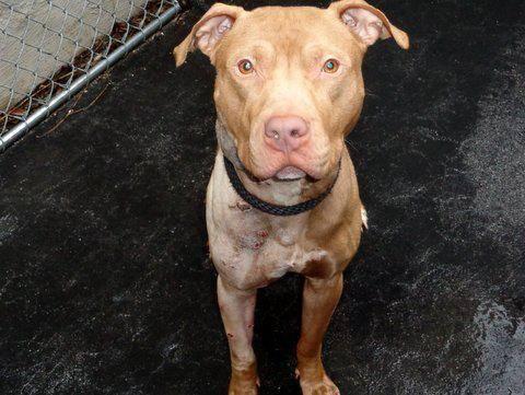 Abandoned dog fighting victim Buck in danger@ NYC kill sheltr-6 mo old