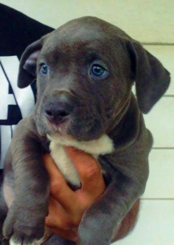 ABKC, ADBA, UKC Registered. American Bully Puppies. 8 Weeks Old.