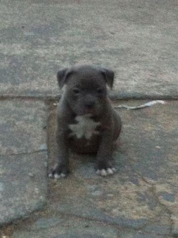 ABKC American bully pups for sale!!