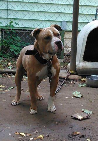 Abkc and ukc fawn male 15 months 500 without paper's. an 1500 with
