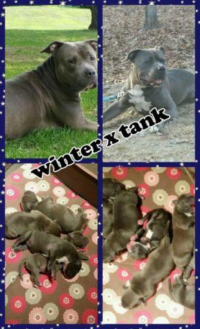 ABKC BluNose Puppies forsale call 914 689-1708