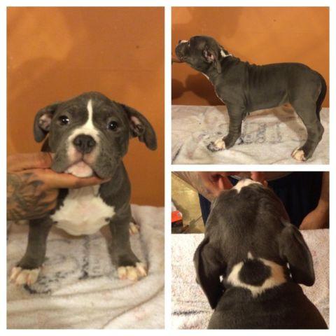 *ABKC REGISTERED 100% PURE BREED AMERICAN BULLY PUPS*