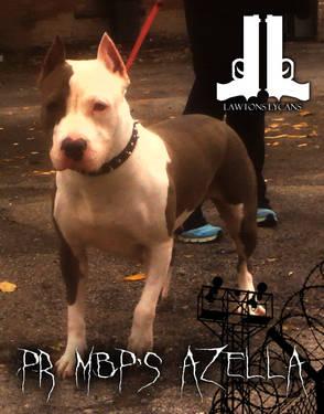 Abkc registered classic American Bully female for adoption.