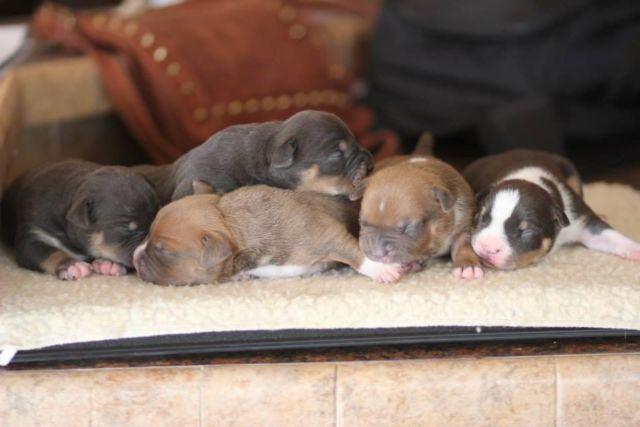 ABKC UKC American Bully puppy available