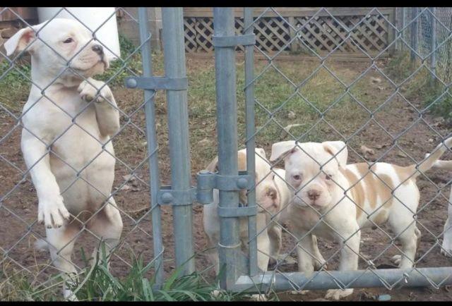 ABRA registered AMERICAN bulldog puppies
