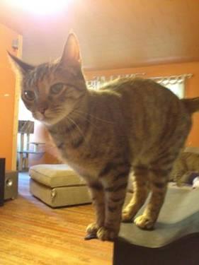 Abyssinian - Cookie - Medium - Young - Female - Cat