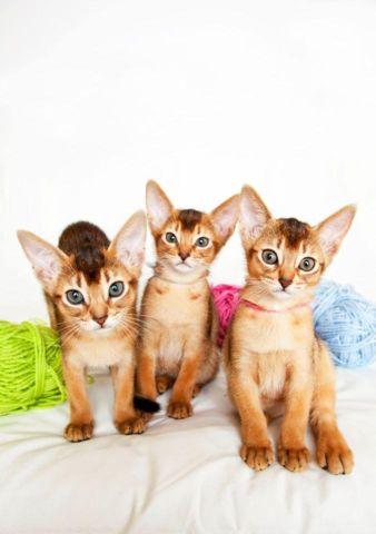 Abyssinian kittens