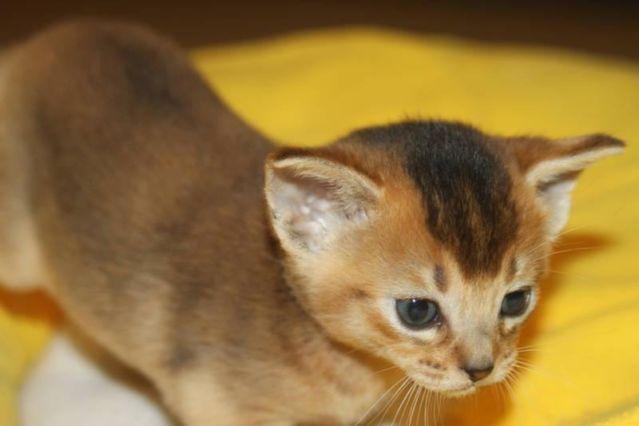 Abyssinian kittens CFA reg. Purebreed Red, Ruddy and Blue