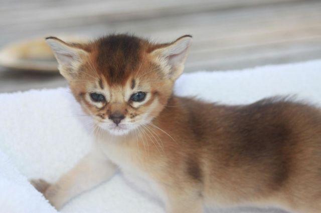 Abyssinian kittens, Purebreed, CFA reg. Blue and Rudy from breeder