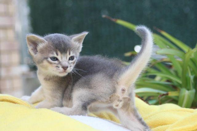 Abyssinian Kittens, purebreed, CFA reg. from breeder