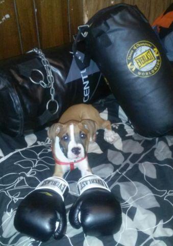 ACA Bloodline Paper Male Boxer Puppy