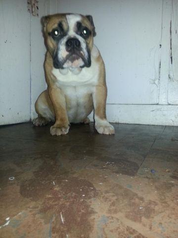 ACA Female Puppy for sale $1700