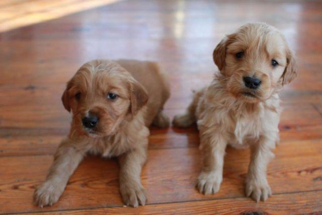ACA Golden Retriever Puppies