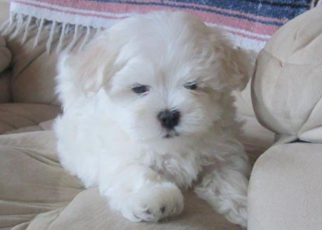 ACA Maltese Puppy