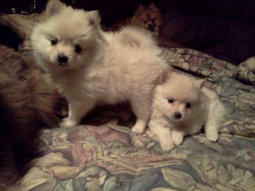 ACA Pomeranian Puppies for Sale