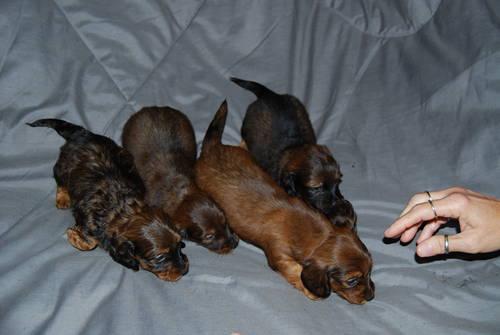 ACA REGISTERED MINIATURE LONG HAIRED DACHSHUND PUPPIES READY 11-20