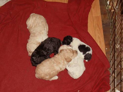 ACA REGISTERED MINIATURE POODLE PUPPIES!READY 5/16