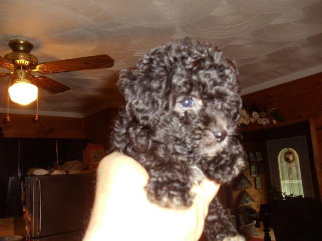 ACA REGISTERED MINIATURE POODLE PUPPIES!READY TO GO!
